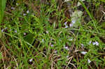 Ozark calamint